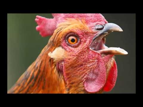 Chicken Sound Effect Free Download
